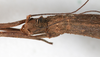 CollectionObject 1561594; NMW 60, 32e0ea99-11b4-4cd6-b71a-7954f1a5128b: copyright NMW. female: head, dorsal view (syntype). (CollectionObject).