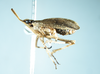 Habitus, lateral view: (Observation).