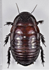 CollectionObject 1618718; 951ec3a7-87c2-46cf-980f-5f2e81e20d72: (CollectionObject).