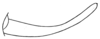 Anaulacomera (Anaulacomera) crassidentata Hebard, 1927: Pl. XIX, Fig. 12. male cercus. (Otu).