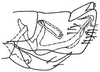 Pygofer, lateral view on Flexamia sandersi (Osborn, 1907): genital capsule, laterally. (Observation).