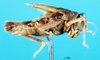 CollectionObject 1502006; 90e47e0a-cf15-4855-b71b-c60db9ff9bd6: subadult male, lateral view. (CollectionObject).