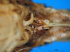 CollectionObject 1521369; 026c456f-19c1-4e17-adcf-99b638704cf8: female subgenital plate (holotype). (CollectionObject).