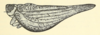 Habitus, lateral view on Acanthoflata salina (Dozier, 1927): (Observation).