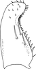 Subgenital plate, ventral view on Anufrievia triangulata Yang & Zhang, 2018: Subgenital plate. (Observation).