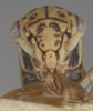 Head: !! display not done !! on Agalliopsis (Agallaria) minor Oman, 1933: Head. (Observation).