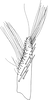 Subgenital plate, ventral view on Distantasca tiaca (Dworakowska, 1994): Subgenital plate. (Observation).