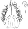 Subgenital plate: !! display not done !! on Sagatus punctifrons (Fallén, 1826): Subgenital plate. (Observation).