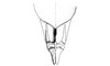 Cloephoracris festae (Giglio-Tos, 1897): Fig. 3B. female genitalia, ventral view. (Otu).