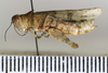 CollectionObject 1593061; d5abc55f-0867-4865-a3db-2cc601a64c8f: female, lateral view (paratype). (CollectionObject).