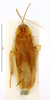 CC BY-NC-ND 4.0/MNHN - Depraetere Marion - 2014. Non type, sex unknown. Specimen number: MNHN-EP-EP1464. http://coldb.mnhn.fr/catalognumber/mnhn/ep/ep1464. Depicts CollectionObject 1587623; MNHN(SF IMPORT DUPLICATE) MNHN-EP-EP1464, 8c4ca480-176e-4f88-b11d-72e8765a4b07, a CollectionObject.