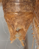 CollectionObject 1527102; 814e9713-87ad-4e5a-bb98-703880735bde: male cerci (holotype). (CollectionObject).