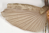 CollectionObject 1561317; 3b63e369-6f7c-4c01-a5e8-036ce3dcb000: copyright Natural History Museum, London. female, hindwing (holotype). (CollectionObject).