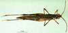 CollectionObject 1570316; 96816617-5c3a-410a-9f34-620e61be1528: male, dorsal view (paratype of Gymnobothrus houyi). (CollectionObject).