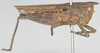 CollectionObject 1581303; afe73456-9a47-492c-8d3f-2191c208ecc2: female, lateral view (holotype). (CollectionObject).