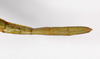 CollectionObject 1557137; b9e8cfd5-2703-4de1-a0f4-5eed5fa3f775: copyright ZMB, Berlin. female: end of abdomen, dorsal view (syntype). (CollectionObject).;CollectionObject 1557138; 5fc68556-22dd-4594-bd84-d4e4150cbe92: copyright ZMB, Berlin. female: end of abdomen, dorsal view (syntype). (CollectionObject).