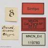CollectionObject 1541119; ef6af3ee-ec4b-4fa7-9692-26f0b51e80a5: labels (holotype). (CollectionObject).