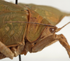 CollectionObject 1571373; MZPW 2338, 205871ba-291a-486b-ba4c-fe4d88c93f56: female pronotum, lateral view (syntype). (CollectionObject).
