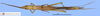 CollectionObject 1514240; 88418c0a-c5d6-4156-83ad-9e15e6c69bb4, MLP3783/4-5: male, dorsal view (paratype). (CollectionObject).