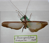 CollectionObject 1560483; 6e6de388-69b0-4f82-948a-d12aac11d5a8: copyright MHNG Geneva. male (paralectotype). (CollectionObject).