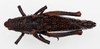 CollectionObject 1504691; 4ab9b6a2-ad2b-4a18-a1b6-7f4de98ef300: female, dorsal view (holotype). (CollectionObject).