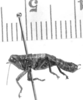 CollectionObject 1566478; 2e2a43e8-6194-4ae1-94db-169778017cf5: male, lateral view (syntype). (CollectionObject).