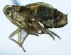 Habitus, lateral view: !! display not done !! on Paraliburnia adela (Flor, 1861): (Observation).