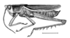 Staleochlora trilineata (Serville, 1831): Fig. 33. male habitus. (Otu).