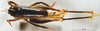 CollectionObject 1578136; 2508f2b6-5dbe-4916-89c0-71933818dc56, DORSA D020SF03: female, dorsal view (syntype). (CollectionObject).