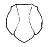 Arethaea gracilipes gracilipes (Thomas, 1870): Fig. 37. male pronotum, dorsal outline. (Otu).
