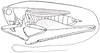 Pl. XV, Fig. 10 (after type). male habitus (body length 11.4 mm, pronotum 3.2 mm, tegmina 8.7 mm). Depicts Conocephalus stictomerus Rehn & Hebard, 1915, an Otu.