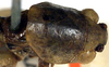 CollectionObject 1517112; a9c4f3d2-5567-425e-abb3-103c4dbbe69a: male head and pronotum, dorsal view (holotype). (CollectionObject).