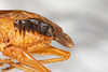CollectionObject 1585447; 900dfe2b-4398-4e35-9616-7b9b0eb0b9b0: male, lateral view (syntype). (CollectionObject).