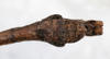 CollectionObject 1557631; NMW 644, ea3cf36b-9103-46d0-aad2-fc5629655c9a: copyright NMW, Vienna. male: end of abdomen, ventral view (syntype). (CollectionObject).