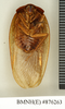 Homoeogamia mexicana Burmeister, 1838: Copyright Natural History Museum, London. Lectotype (adult male) of synonym Polyphaga aequalis Walker, 1871 in BM(NH). Ventral view. (Otu).