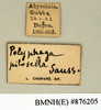 CollectionObject 1572920; 2a415557-c0da-42c3-a050-49f42adceaf4: Copyright Natural History Museum, London. Labels from non-type (adult male) in BM(NH). (CollectionObject).