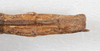 CollectionObject 1560986; NMW 226', 8de495e3-eb6f-4cf5-8b79-e42880f02ec9: copyright NMW, Vienna. female: end of abdomen, dorsal view of Perliodes nigrogranulosus (syntype). (CollectionObject).