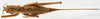 CollectionObject 1539558; 45ef1569-a2ba-473b-8dc1-f445e1414b5d: female, dorsal view (holotype of Hemisaga hastata). (CollectionObject).
