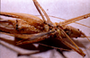 CollectionObject 1506714; 7310c0d3-326f-4c81-a2b9-b8ada407d149: male, ventral view (syntype of Kirkaldyus manteri). (CollectionObject).