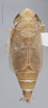 Habitus, dorsal view on Destria fumida (Sanders & DeLong, 1917): Dorsal. Female Immature. (Observation).