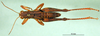 CollectionObject 1500296; 7ac2eda7-8540-414b-84ca-3b557d10083f, MfN BA000814S01: male, dorsal view (syntype). (CollectionObject).
