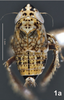 Habitus, dorsal view on Bretega linnavuorii Stiller, 2017: Habitus, male, dorsal view. (Observation).