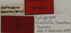 CollectionObject 1536028; 74c86dc8-69b4-42d2-8bcb-2f1b10df4e5b: labels (syntype). (CollectionObject).