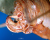 CollectionObject 1501747; a2070883-34f7-4724-98c7-795176d5367e: female ovipositor. (CollectionObject).