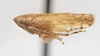 Habitus, lateral view: !! display not done !! on Osbornellus ater Beamer, 1937: (Observation).