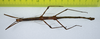 CollectionObject 1557628; 92111e04-b433-4eac-86a8-d1390c92f845: copyright ZMUH, Hamburg. female, dorsal view (paralectotype). (CollectionObject).;CollectionObject 1557629; 7ac444f1-f503-4526-87e8-7f2a95f9261b: copyright ZMUH, Hamburg. female, dorsal view (paralectotype). (CollectionObject).