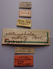 CollectionObject 1506816; ef566cf7-e32f-4580-9e2b-2db1014c4d71: labels (holotype). (CollectionObject).