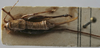 CollectionObject 1539691; bb307042-d292-43c6-9638-4f89d8e8fc43: female dorsal (holotype). (CollectionObject).