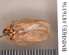 Princisaria ugandana Kumar, 1975: Holotype, male, dorsal. BMNH(E)#876376. (Otu).