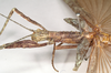 CollectionObject 1559119; 94fcfade-1a87-4e30-92d7-f934d5b8fbc1: copyright Natural History Museum, London. female: head and thorax, lateral view (holotype). (CollectionObject).